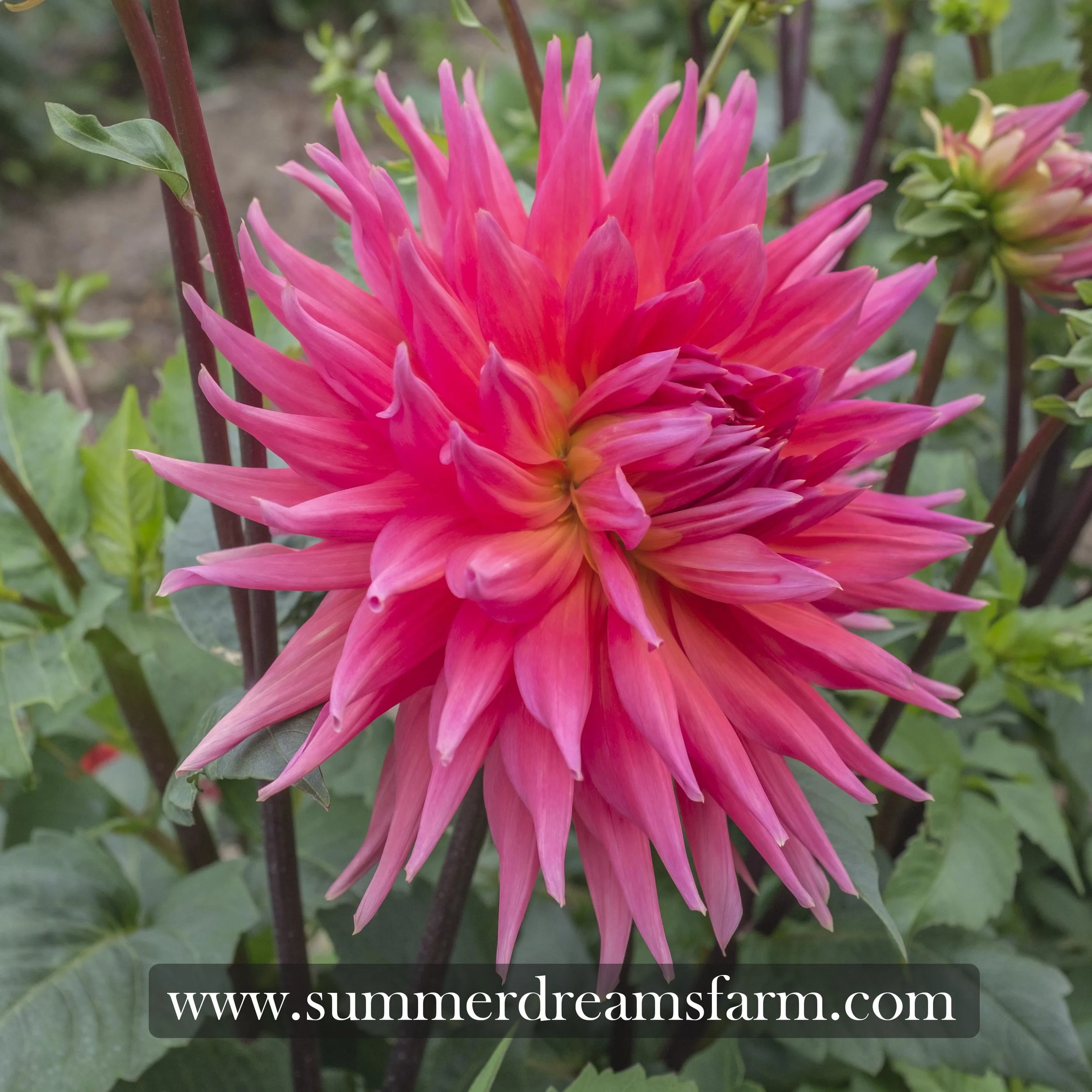 Dahlia - Wyn's King Salmon — Dahlia | SummerDreamsFarm